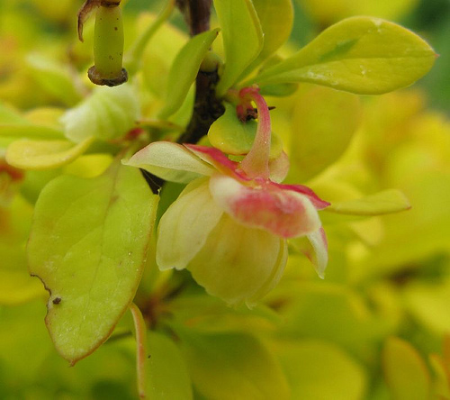 Berberis Thunbergii